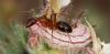 Camponotus pilicornis